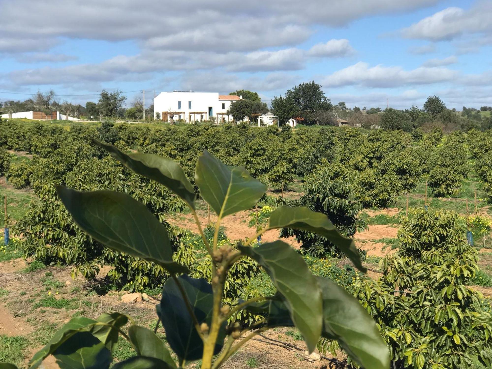 Tavira-quinta Da Janela Azul *
